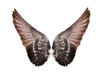 Obraz premium Wings isolated on white background