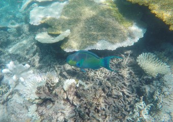 Fototapeta premium Colorful parrot fish, Maafushivaru island, Ari Atoll, Maldives