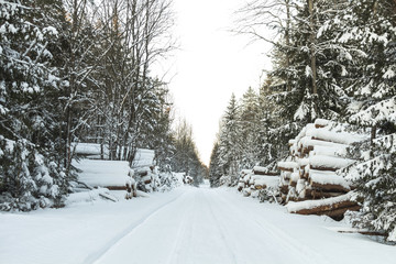 Winter road , forest with pine trees