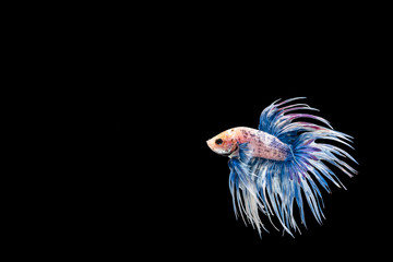 Betta fish, moving moment of Siamese fighting fish isolated on b