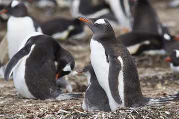 Gentoo Penguin with chick (Pygoscelis papua) stay close together on Bleaker Island in the Falkland Islands