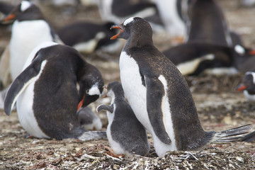 Naklejka premium Gentoo Penguin with chick (Pygoscelis papua) stay close together on Bleaker Island in the Falkland Islands