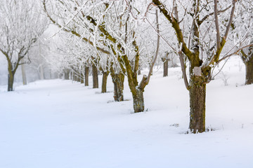 Peach orchard covered with snow