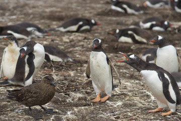 Obraz premium Gentoo Penguins (Pygoscelis papua) warn off a Falkland Skua (Catharacta antarctica) lurking on the edge of their colony on Bleaker Island in the Falkland Islands