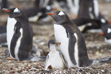 Obraz premium Gentoo Penguin with chick (Pygoscelis papua) stay close together on Bleaker Island in the Falkland Islands