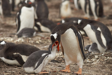 Naklejka premium Gentoo Penguin (Pygoscelis papua) regurgitating food to feed its chick on Bleaker Island in the Falkland Islands