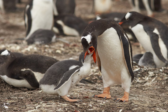 Gentoo Penguin (Pygoscelis papua) regurgitating food to feed its chick on Bleaker Island in the Falkland Islands