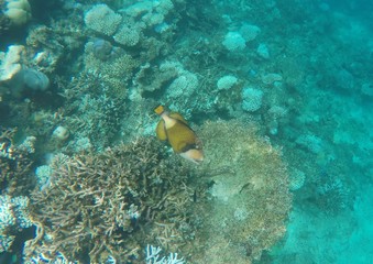 Fototapeta na wymiar Titan triggerfish swimming over the coral reef, Maafushivaru island, Ari atoll, Maldives