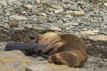 Female Southern Sea Lion (Otaria flavescens) with pup on the coast of Bleaker Island in the Falkland Islands.