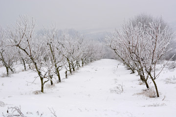 Fototapeta na wymiar Peach orchard covered with snow in winter,shallow dof