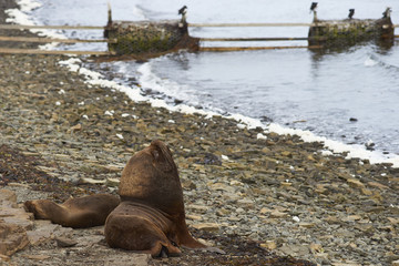 Breeding pair of Southern Sea Lions (Otaria flavescens) with pup on the coast of Bleaker Island in the Falkland Islands.