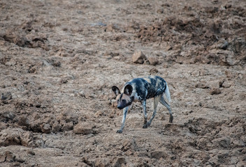 African wild dog in Etosha national park in Namibia South Africa