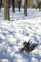 dead bird lying in the snow