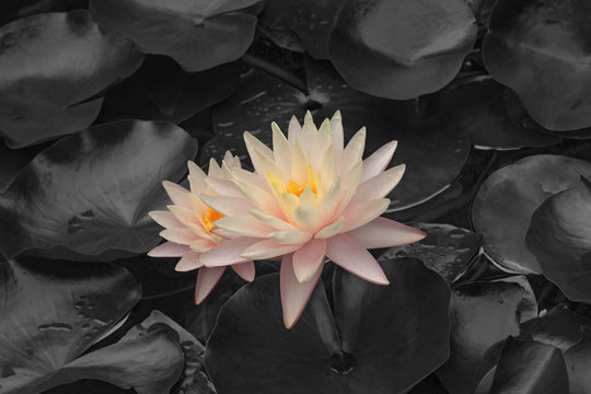 Hybrid water lily (Nymphaea x hybrid). Modified image of flowers