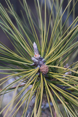 Ponderosa pine (Pinus ponderosa). Called Bull Pine, Blackjack Pine and Western Yellow Pine also