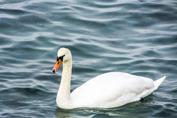 Fototapeta premium swan