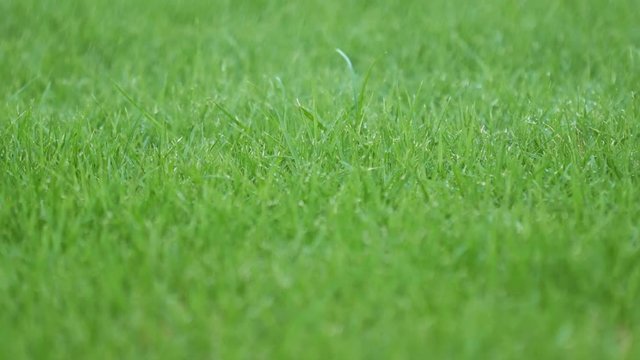 Slow motion of Automatic Garden Lawn sprinkler in action watering grass