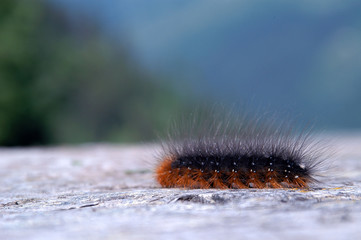 Raupe