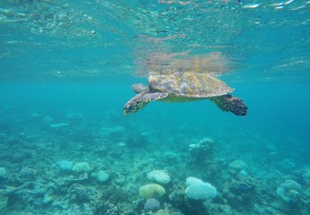Obraz na płótnie Canvas Green Turtle floating. Maafushivaru island, Indian Ocean, Maldives