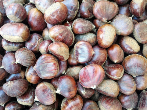 kestane
