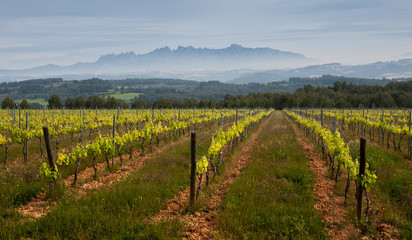 Obraz premium Viña con de montaña de Montserrat