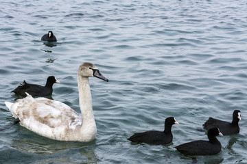 Swans and ducks dives
