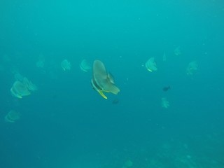 Fototapeta na wymiar Bat fishes, Ari Atoll, Maldives