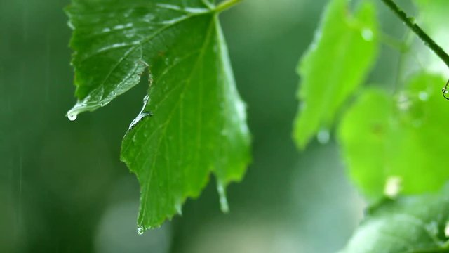 Green grape vine leaves in summer rain