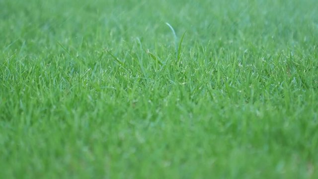 Slow motion of Automatic Garden Lawn sprinkler in action watering grass