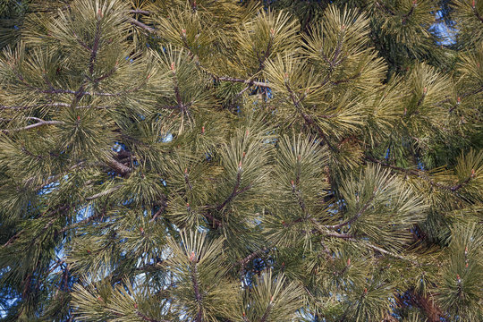 Ponderosa pine (Pinus ponderosa). Called Bull Pine, Blackjack Pine and Western Yellow Pine also