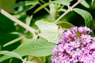 Yellow Butterfly on flower