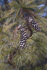 Bhutan pine cones (Pinus wallichiana). Called Blue Pine, Himalayan Pine and Himalayan White Pine also. Another scientific names are Pinus griffithii and Pinus chylla.