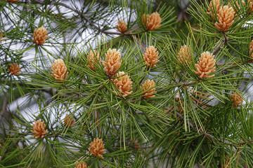 Lace-bark pine (Pinus bungeana). Pollen cones © nickkurzenko