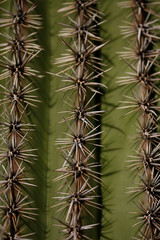 Prickly Rows