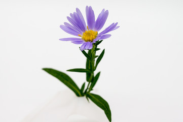 Purple flower with green leaves isolated on white background.