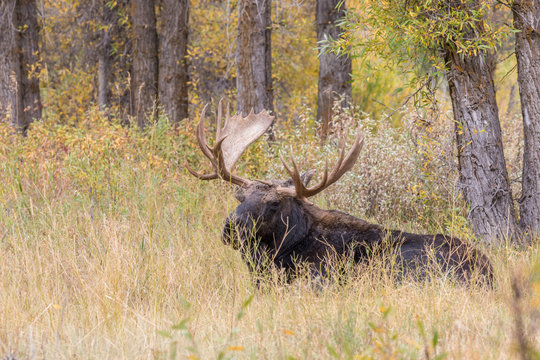 Bull Shiras Moose Bedded