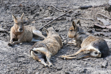 Three Resting Animals