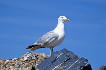 seagull 