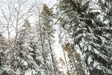 Winter road , forest with pine trees