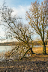 Two bare trees on the banks of a mirror smooth lake