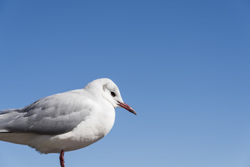 カモメ