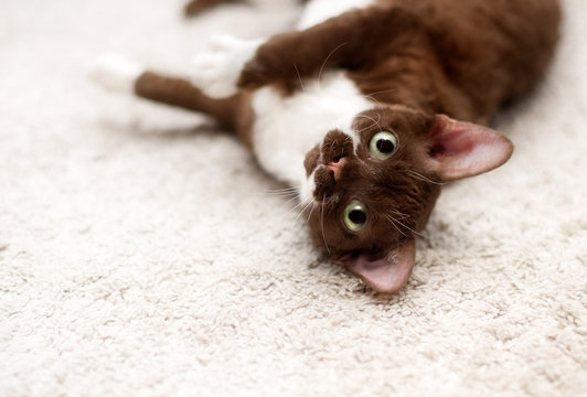 Portrait of young devon rex cat