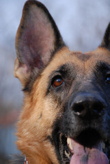 German Shepherd snout close up