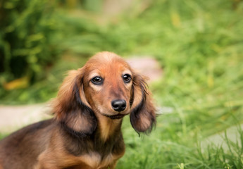 beautiful dachshund puppy dog with sad eyes  portrait