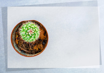 Obraz na płótnie Canvas Cactus, flat top view