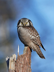 Northern hawk-owl (Surnia ulula)