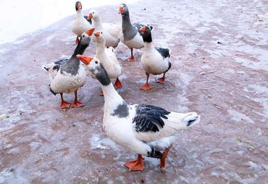 kazlar