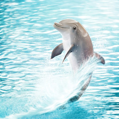 Kleiner übermütiger Delfin tanzt auf seiner Schwanzflosse © photoplace