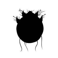 Itch mite (Sarcoptes scabiei)
