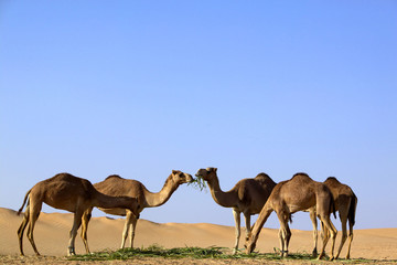 Kamele in der Wüste bei Dubai, Vereinigte Arabische Emirate, Naher Osten